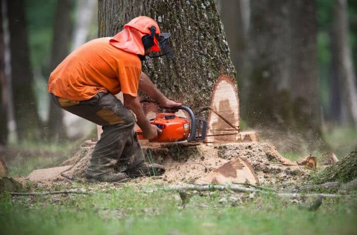 deforestazione