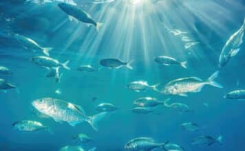 Quali pesci pigliare? Greenpeace: “Ecco le specie più sostenibili” pesce