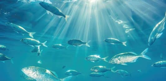 Quali pesci pigliare? Greenpeace: “Ecco le specie più sostenibili” pesce