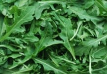 RUCOLA SALMONELLA