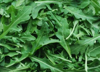 RUCOLA SALMONELLA