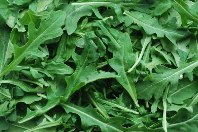 RUCOLA SALMONELLA