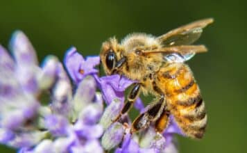 FERTILIZZANTI pesticida