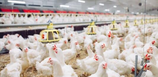 allevamenti polli