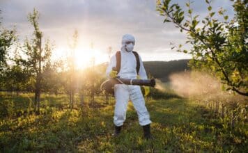 Letali per le api e pericolosi per l’uomo: i danni dei pesticidi neonicotinoidi pesticidi