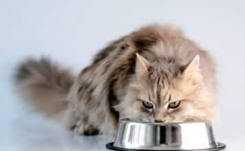 Test sul cibo umido per gatti: pesticidi in 4 prodotti su 15 AVIARIA NEI GATTI CIBO UMIDO PER GATTI