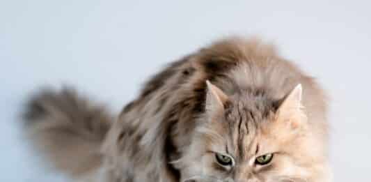 Test sul cibo umido per gatti: pesticidi in 4 prodotti su 15 AVIARIA NEI GATTI CIBO UMIDO PER GATTI