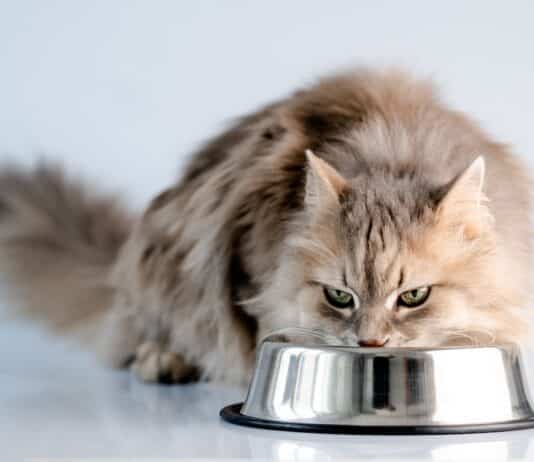 Test sul cibo umido per gatti: pesticidi in 4 prodotti su 15 AVIARIA NEI GATTI CIBO UMIDO PER GATTI