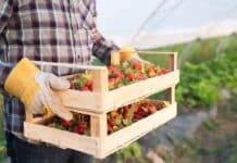fragole