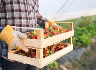 fragole