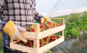 fragole