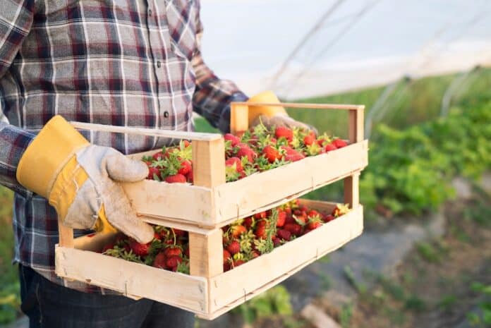 fragole