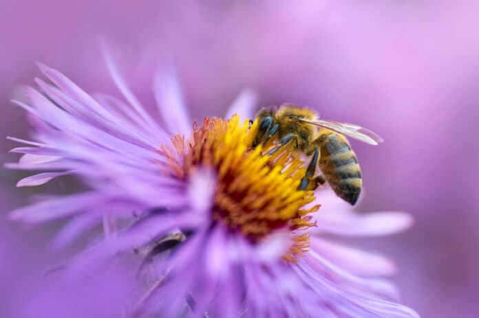 honey bee on a purple flower collects nectar api