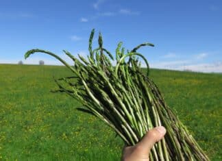 asparagi