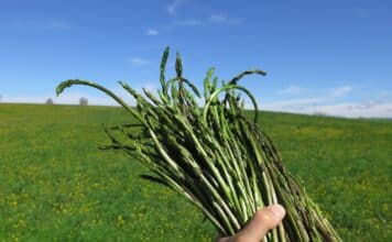 asparagi