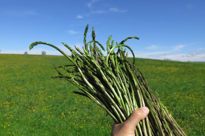 asparagi
