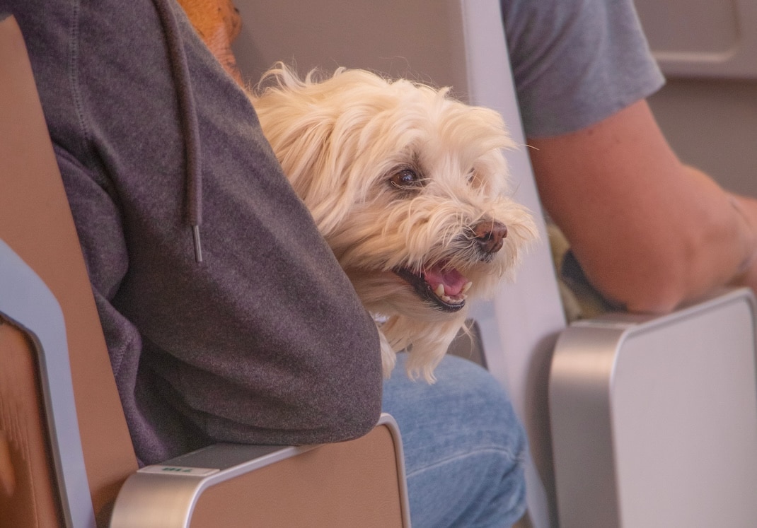 Animali di grossa taglia in cabina. Enac approva il via libera, ma per vederli in volo bisogna aspettare
