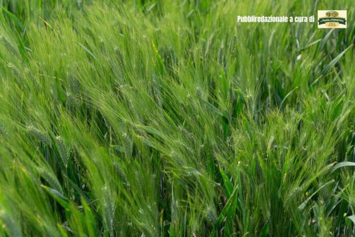 Pubbliredazionale a cura di (22)
