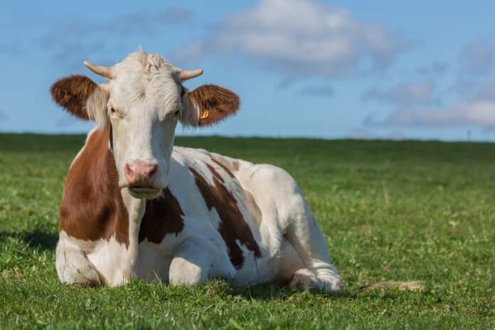vache montbéliarde RUMINANTIA