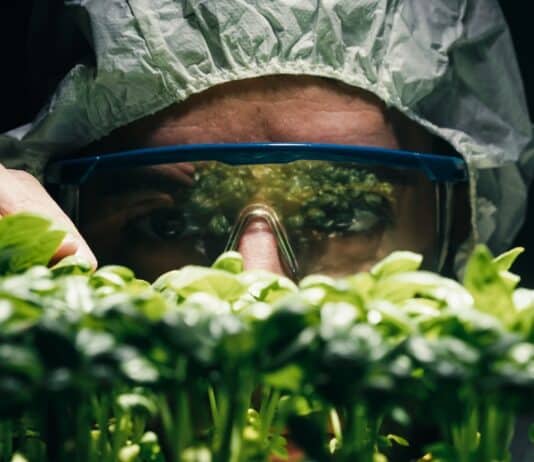 Nuovi Ogm, accordo preliminare in Ue. Ong e contadini: fermare la deregulation ogm