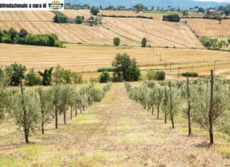 Olivicoltura, l’Umbria seleziona nuove cultivar resistenti a stress climatici e fitopatie