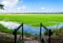 RISO LIDL FIRMATO DAGLI AGRICOLTORI