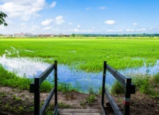 RISO LIDL FIRMATO DAGLI AGRICOLTORI