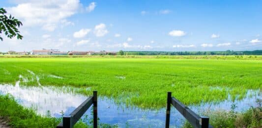 RISO LIDL FIRMATO DAGLI AGRICOLTORI