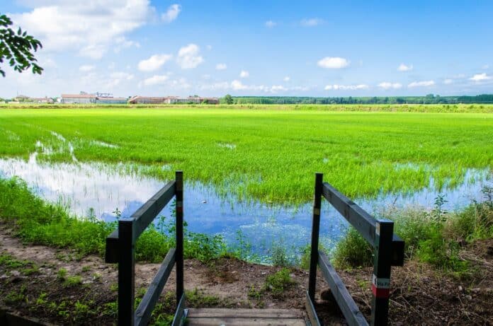 RISO LIDL FIRMATO DAGLI AGRICOLTORI