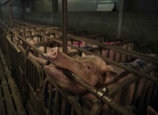 Nas allevamento Greenpeace