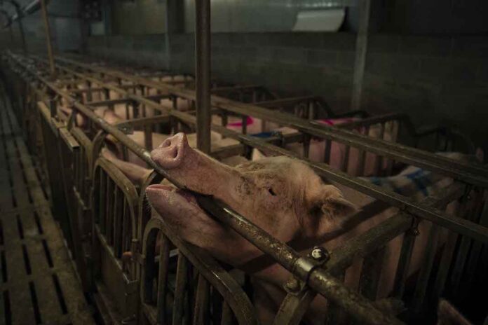 Nas allevamento Greenpeace