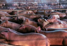 ALLEVAMENTI INTENSIVI