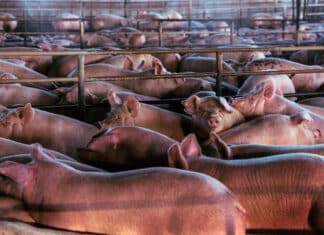 ALLEVAMENTI INTENSIVI