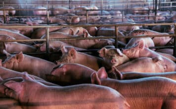 Allevamenti intensivi: le 5 aziende che guadagnano di più. Aia, Montana e Galbani al top ALLEVAMENTI INTENSIVI