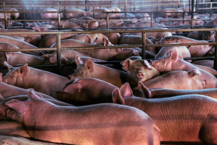 ALLEVAMENTI INTENSIVI