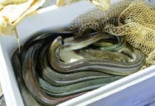 Anguille, uno dei piatti natalizi più famosi: ma attenti alla diossina anguille