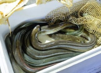 Anguille, uno dei piatti natalizi più famosi: ma attenti alla diossina anguille