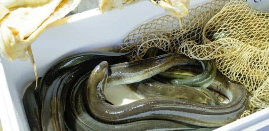 Anguille, uno dei piatti natalizi più famosi: ma attenti alla diossina anguille