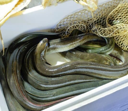 Anguille, uno dei piatti natalizi più famosi: ma attenti alla diossina anguille