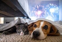 Botti di capodanno: sonniferi ai cani? Consultate sempre un veterinario ed evitate il fai da te