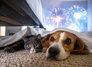 Botti di capodanno: sonniferi ai cani? Consultate sempre un veterinario ed evitate il fai da te