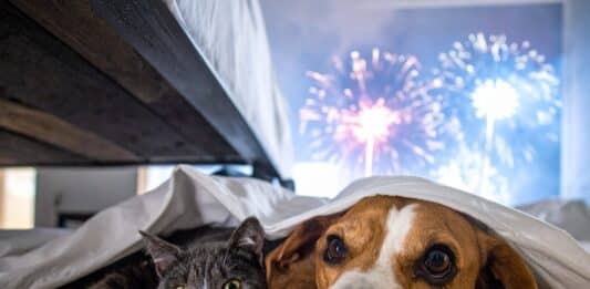 Botti di capodanno: sonniferi ai cani? Consultate sempre un veterinario ed evitate il fai da te