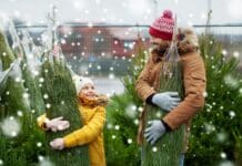 Albero di Natale naturale o artificiale? Ecco quello con l’impronta ecologica migliore Albero di natale