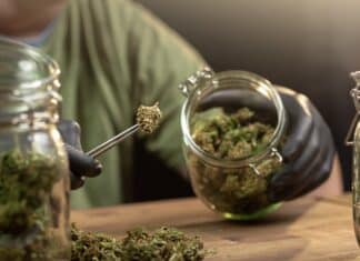 Se il governo utilizza ad arte un caso di cronaca per la sua crociata contro la cannabis light cannabis