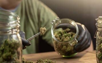 Se il governo utilizza ad arte un caso di cronaca per la sua crociata contro la cannabis light cannabis