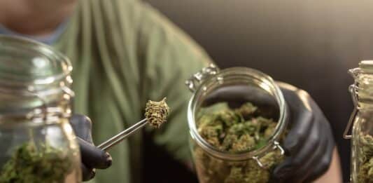 Se il governo utilizza ad arte un caso di cronaca per la sua crociata contro la cannabis light cannabis