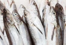 Nasello europeo: uno studio trova anisakis in tutti i pesci analizzati NASELLO ANISAKIS