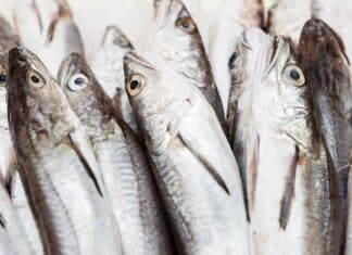 Nasello europeo: uno studio trova anisakis in tutti i pesci analizzati NASELLO ANISAKIS