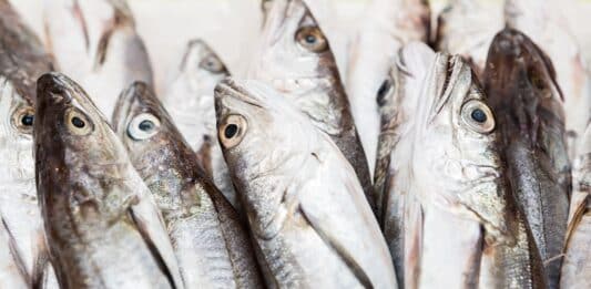 Nasello europeo: uno studio trova anisakis in tutti i pesci analizzati NASELLO ANISAKIS