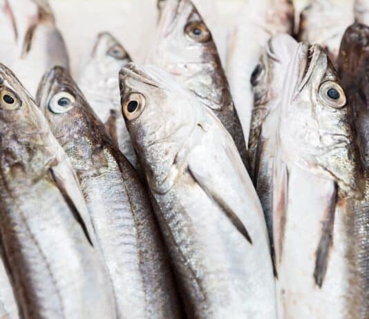 Nasello europeo: uno studio trova anisakis in tutti i pesci analizzati NASELLO ANISAKIS